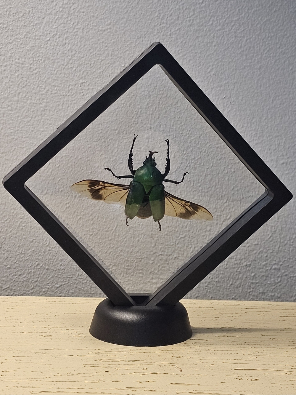 3D Green Beetle with Open Wings Display